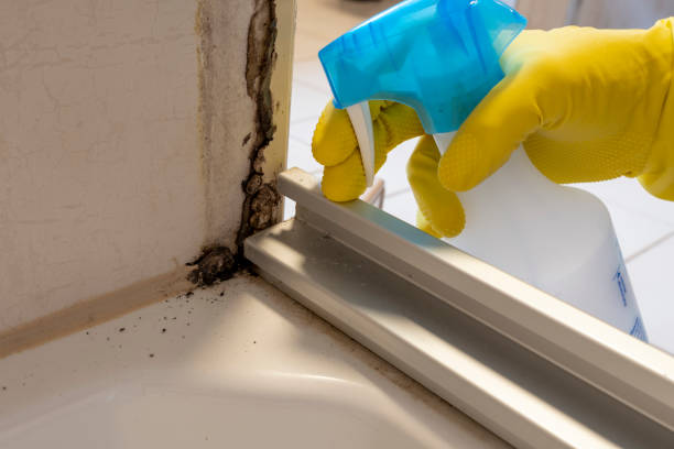 Best Mold Testing and Inspection Services in Noyack, NY
