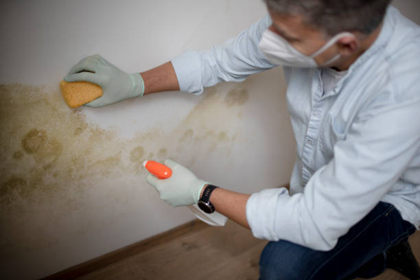 Trusted Noyack, NY Mold Remediation Experts
