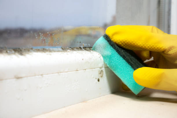 Best Industrial Mold Remediation in Noyack, NY