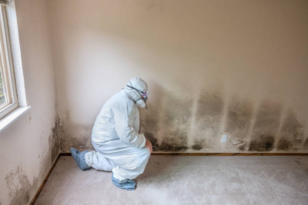 Best Post-Flood Mold Remediation in Noyack, NY